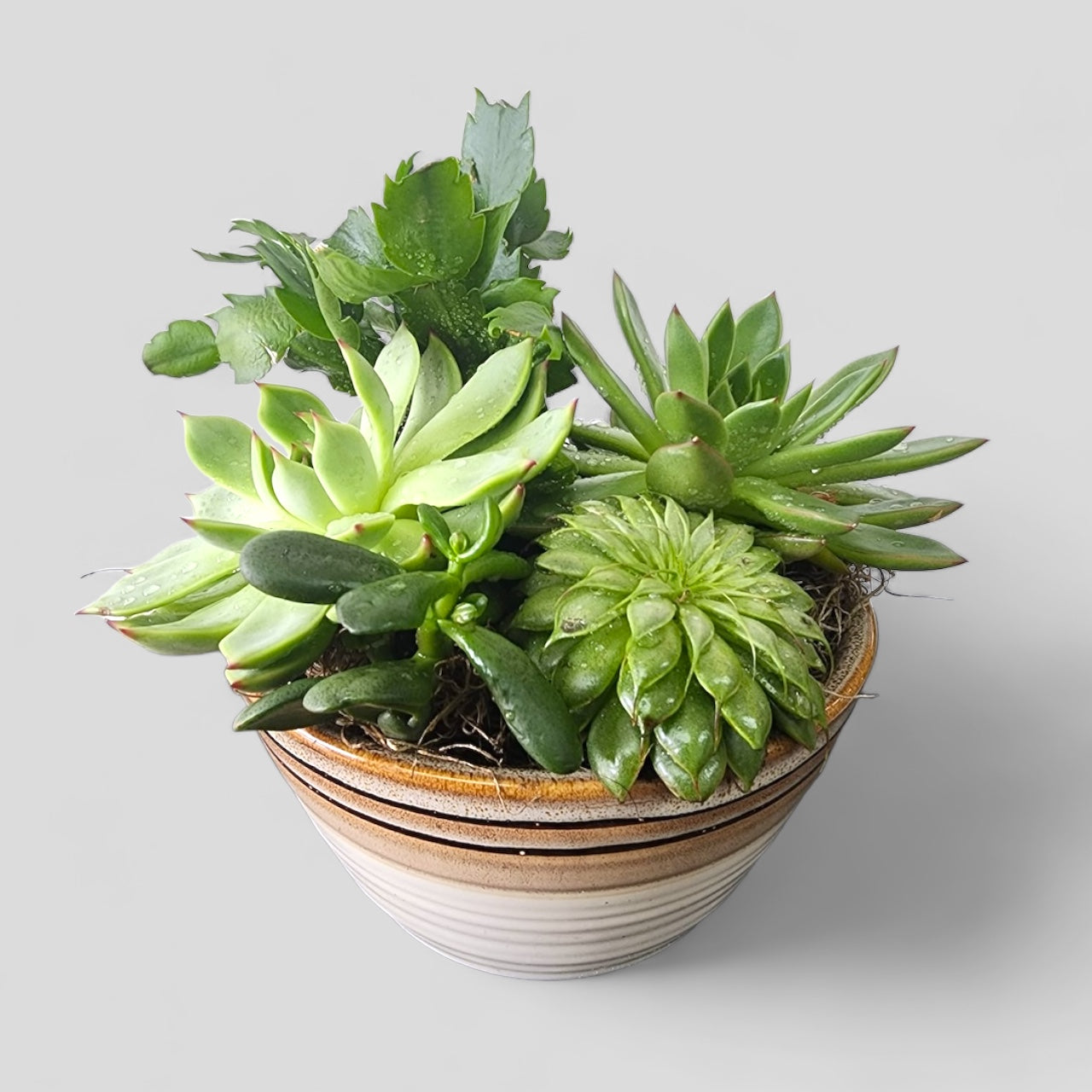 Beautiful Succulents of the Sahara