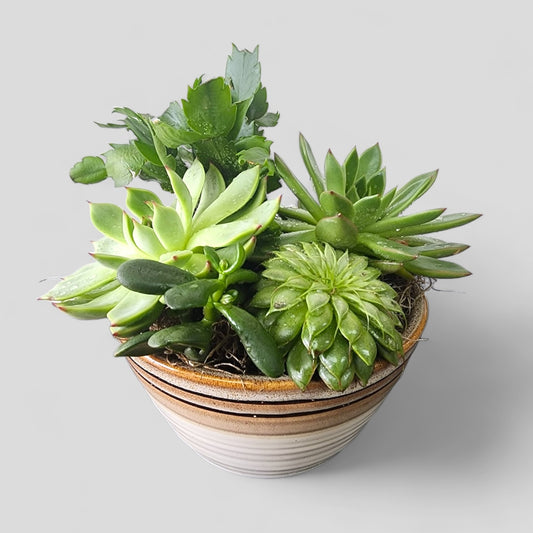 Beautiful Succulents of the Sahara