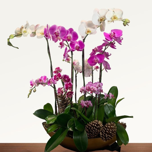 Orchid Oasis