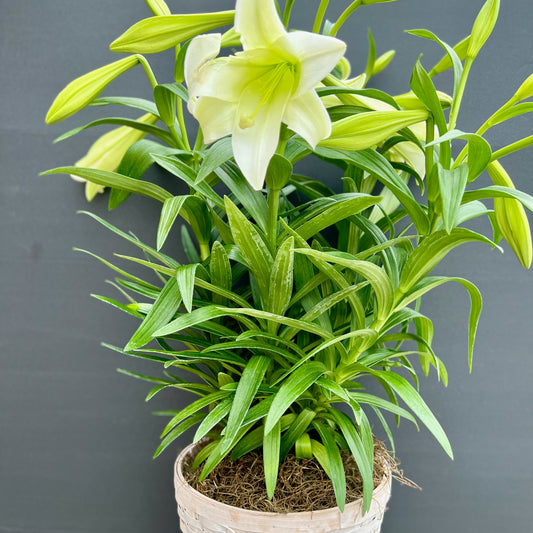 Easter Lily Plants