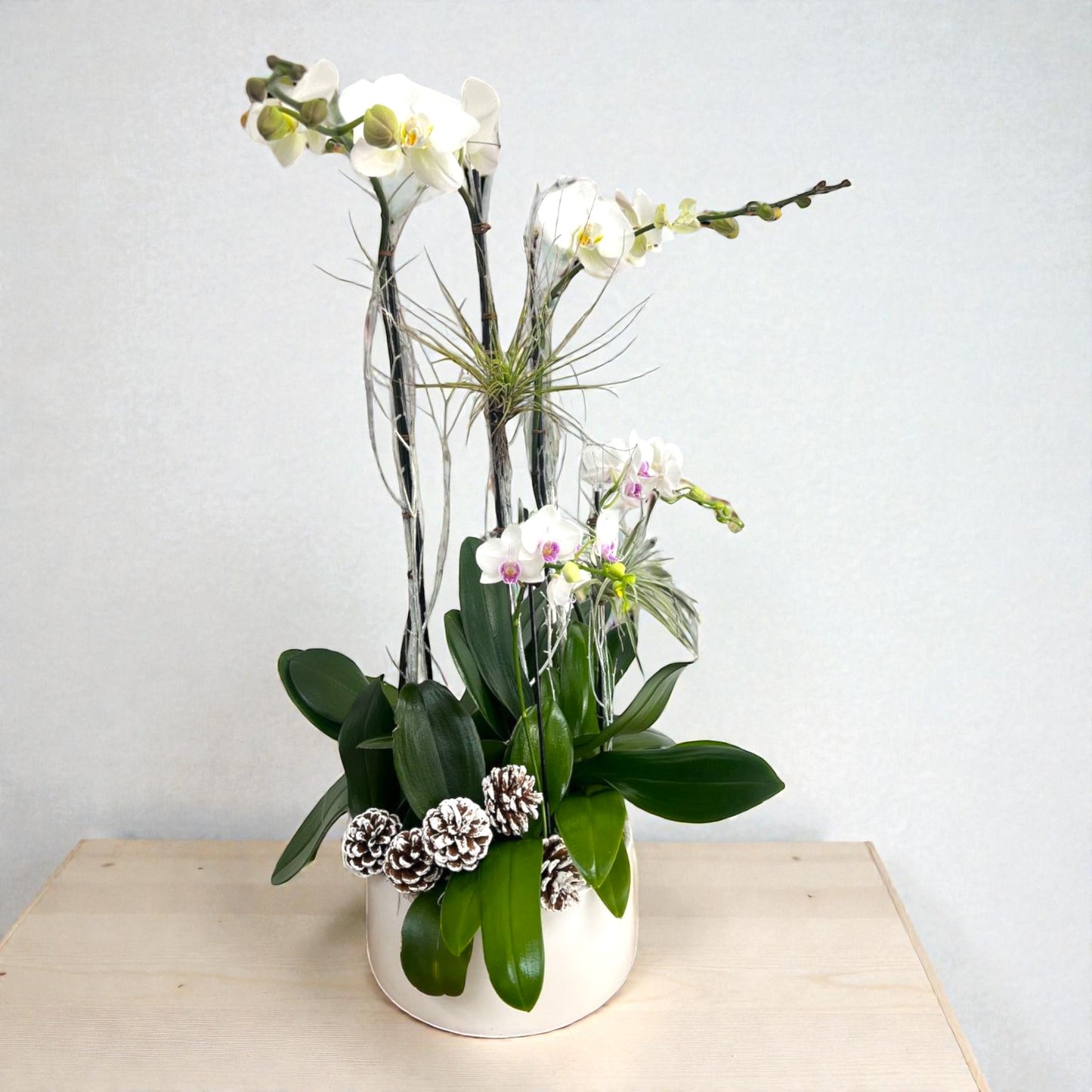 Winter Phalaenopsis Garden